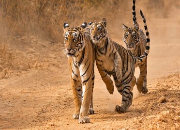 Ranthambore (1).jpg